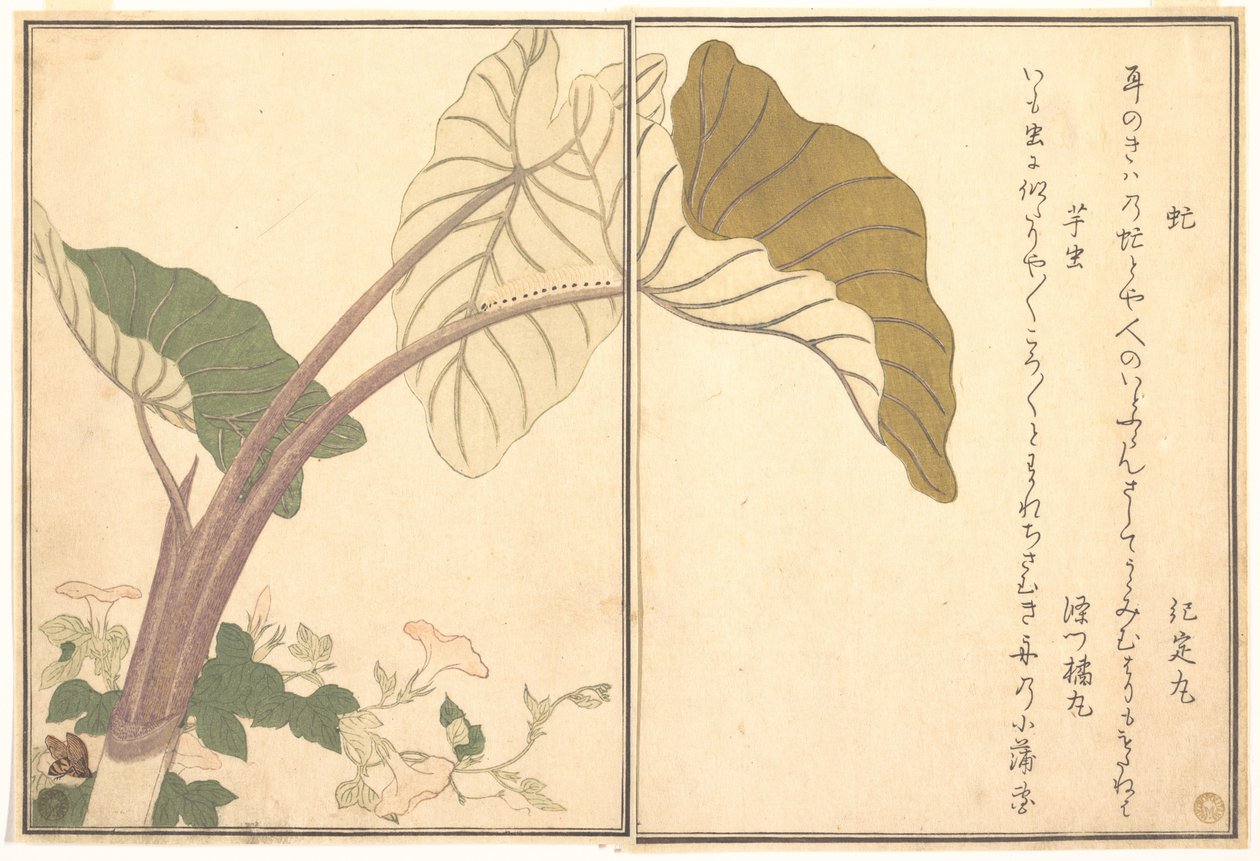 アブ（abu）、青虫（imomushi）-『画本虫撰』より 作： 北川歌ro
