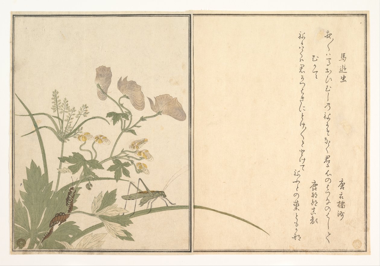 カティディッド（ウマオイムシ）；ムカデ、『虫の絵本のなかに』（『絵本 虫えらみ』）より 作： 北川歌ro