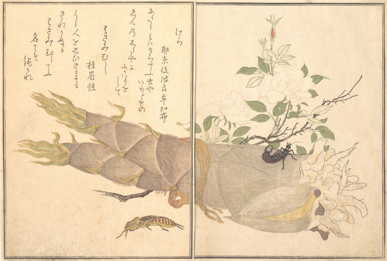 ケラ、ハサミムシ、ハサミムシ...、1788年。 作： 北川歌ro