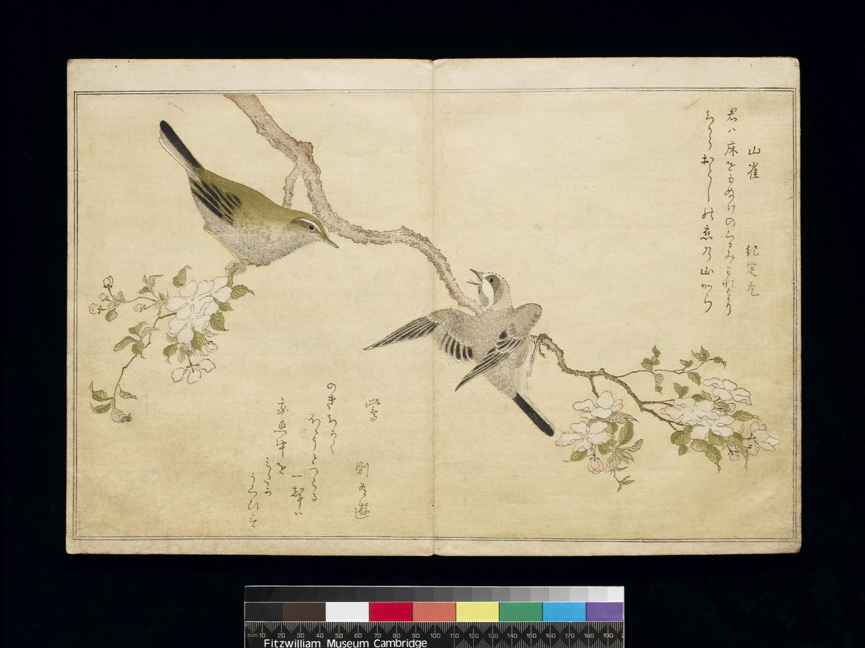 P.332-1946 Vol.1 f.2アルバム「鳥はユーモラスな歌で比較された」1791（カラー木版画）から、右側の枝のシジュウカラと左側の枝のブッシュワーブラー 作： 北川歌ro