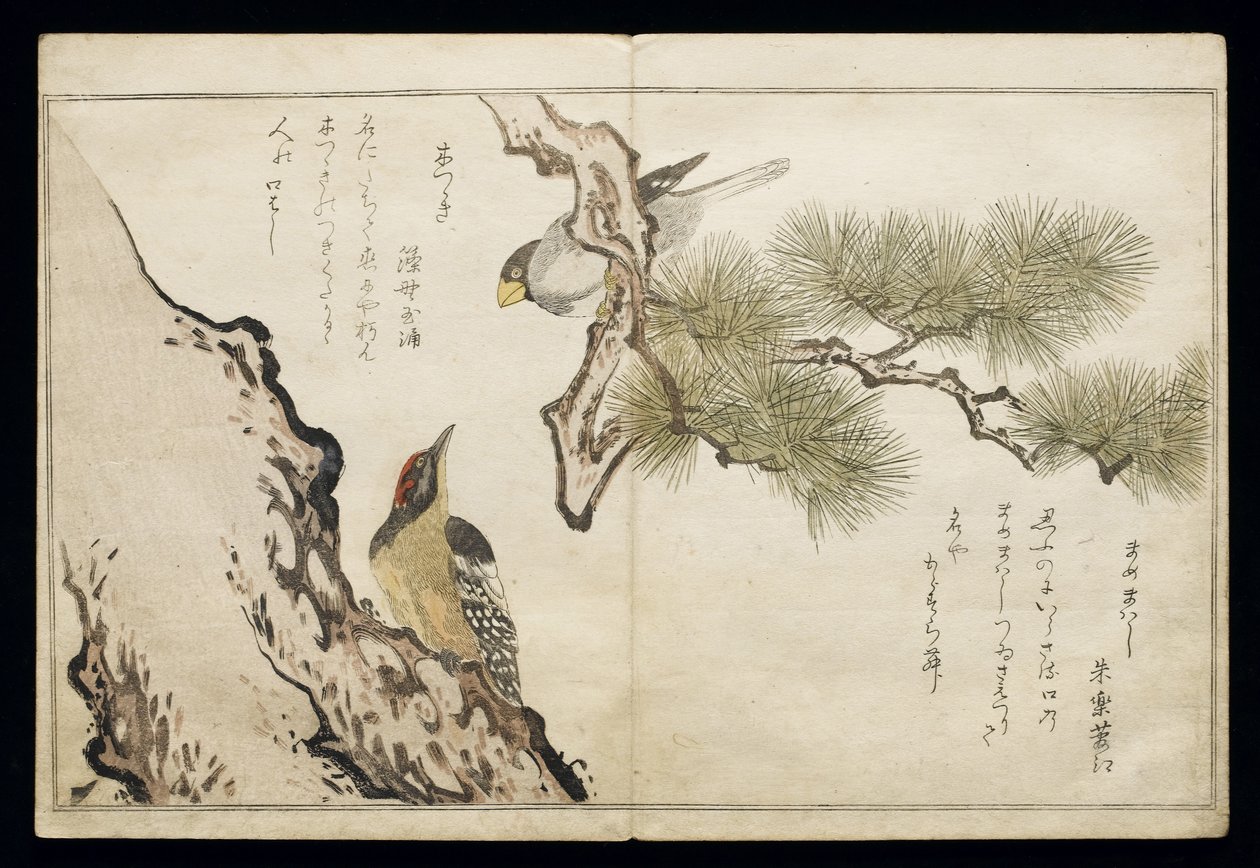 P.332-1946 Vol.1 f.3ホーフィンチとウッドペッカー、アルバム「鳥はユーモラスな歌で比較された」、1791年（カラー木版画） 作： 北川歌ro