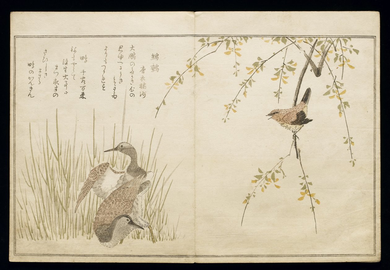 P.332-1946 Vol.1 f.5レンと一対のスナイプ、アルバム「鳥はユーモラスな歌で比較された」、1791年（カラー木版画） 作： 北川歌ro