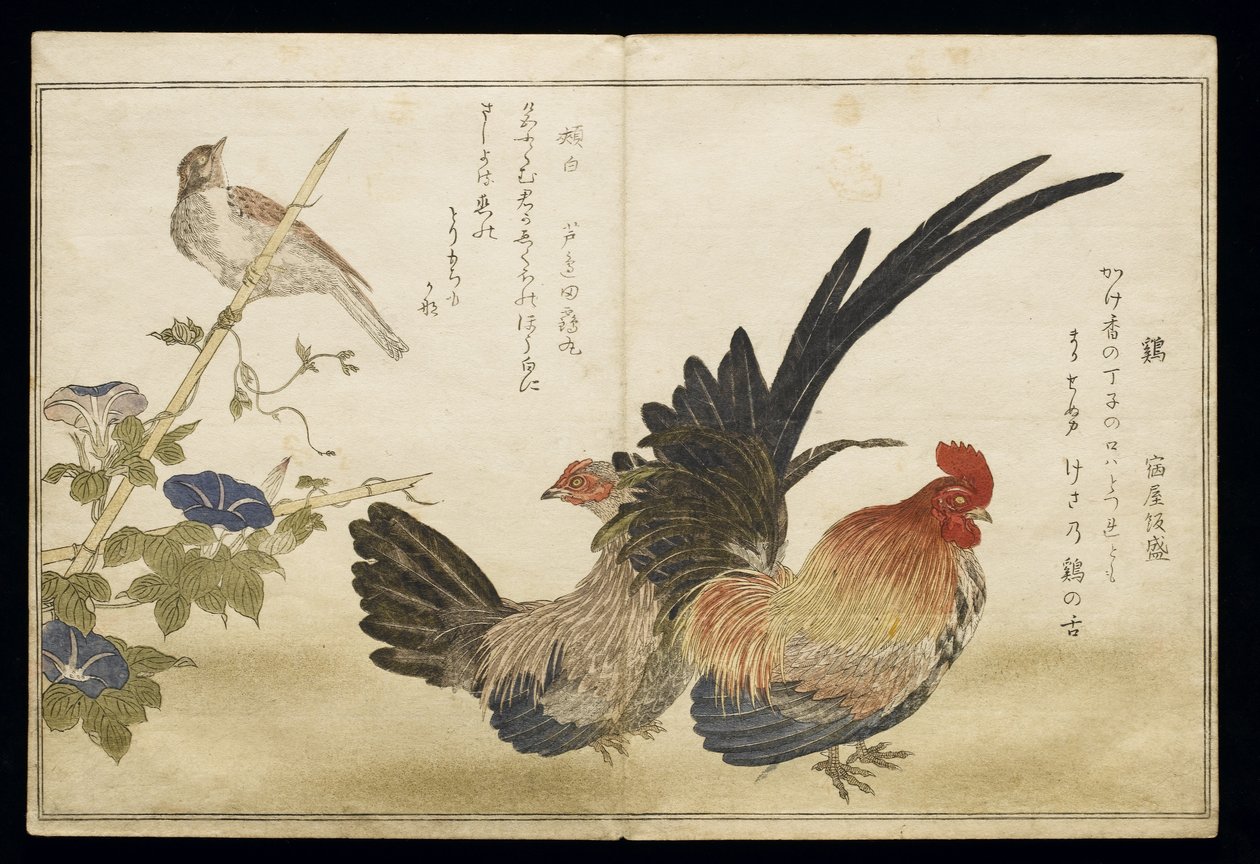 P.332-1946 Vol.1 f.8左がホオジロとヘン、左がホオジロ、 『ユーモラスな歌の鳥たち』（ 『桃ちどり京香泡瀬』）、1791年（版画カラー） 作： 北川歌ro