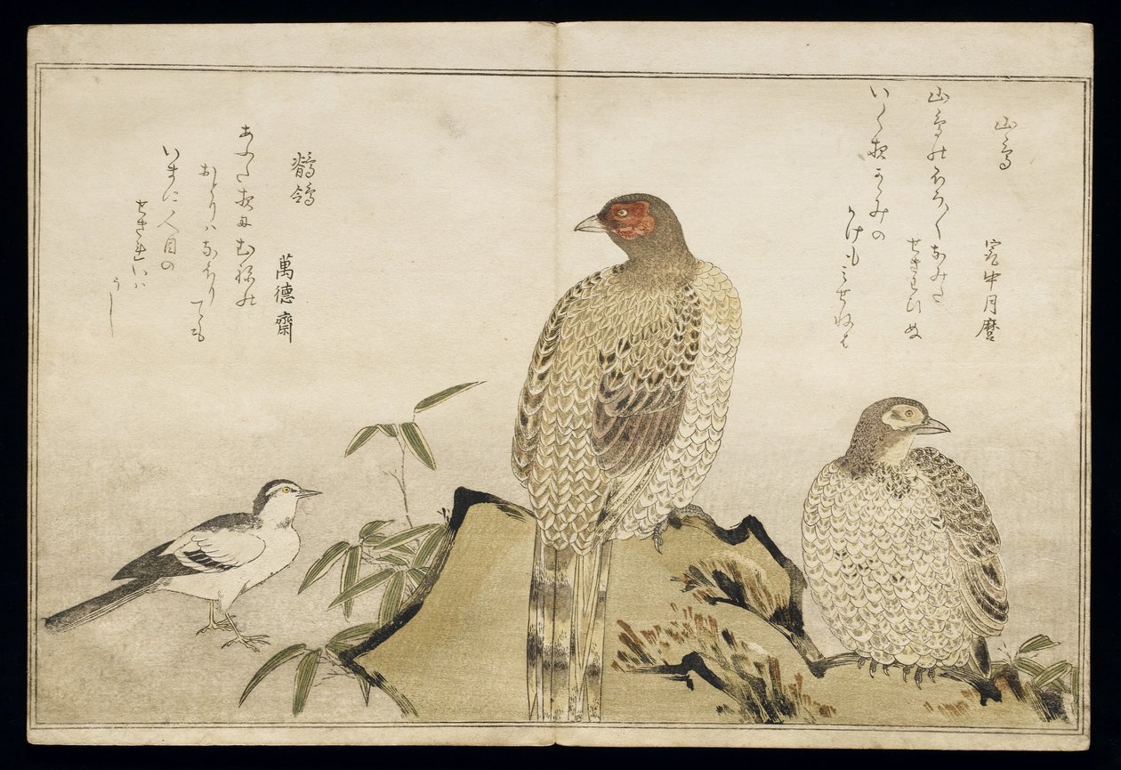 P.332-1946 Vol.2 f.3「ユーモラスな歌の鳥の比較」、1791年の2つの銅キジとハクセキレイ（カラー木版画） 作： 北川歌ro