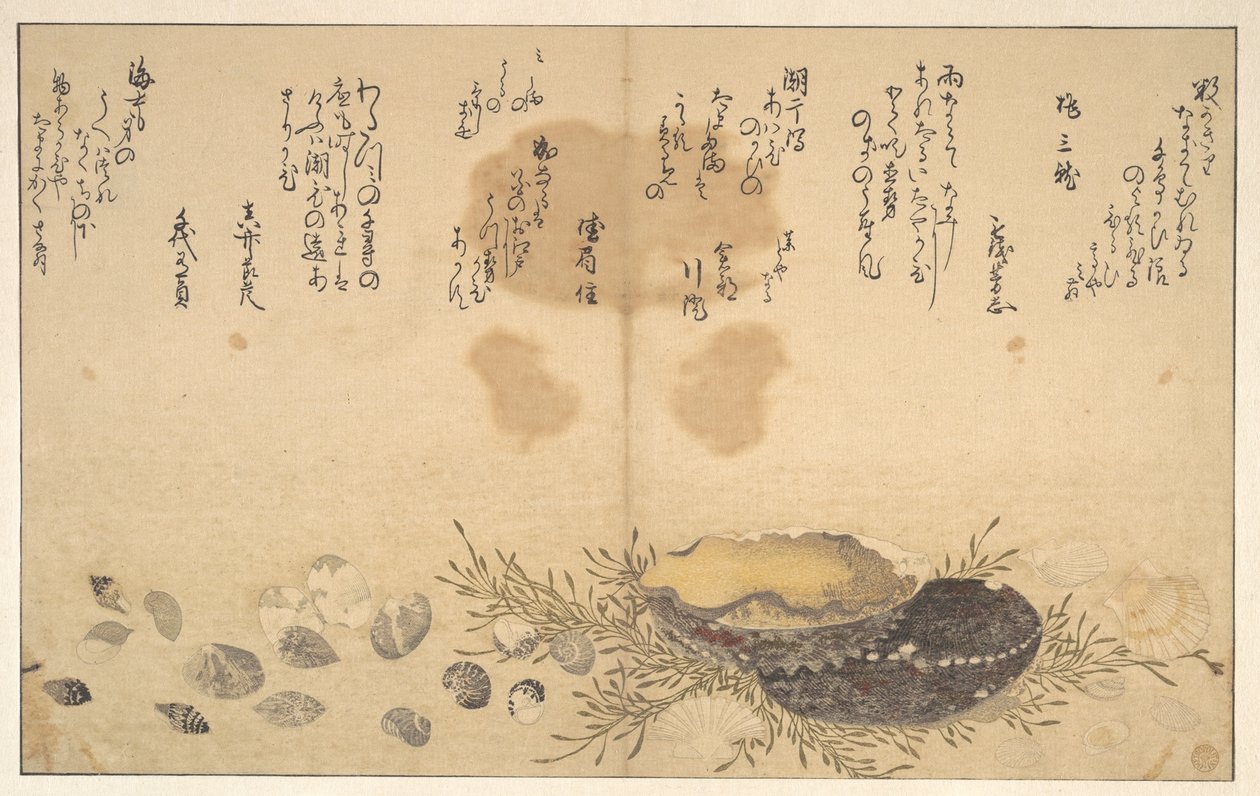 水中の貝殻 作： 北川歌ro