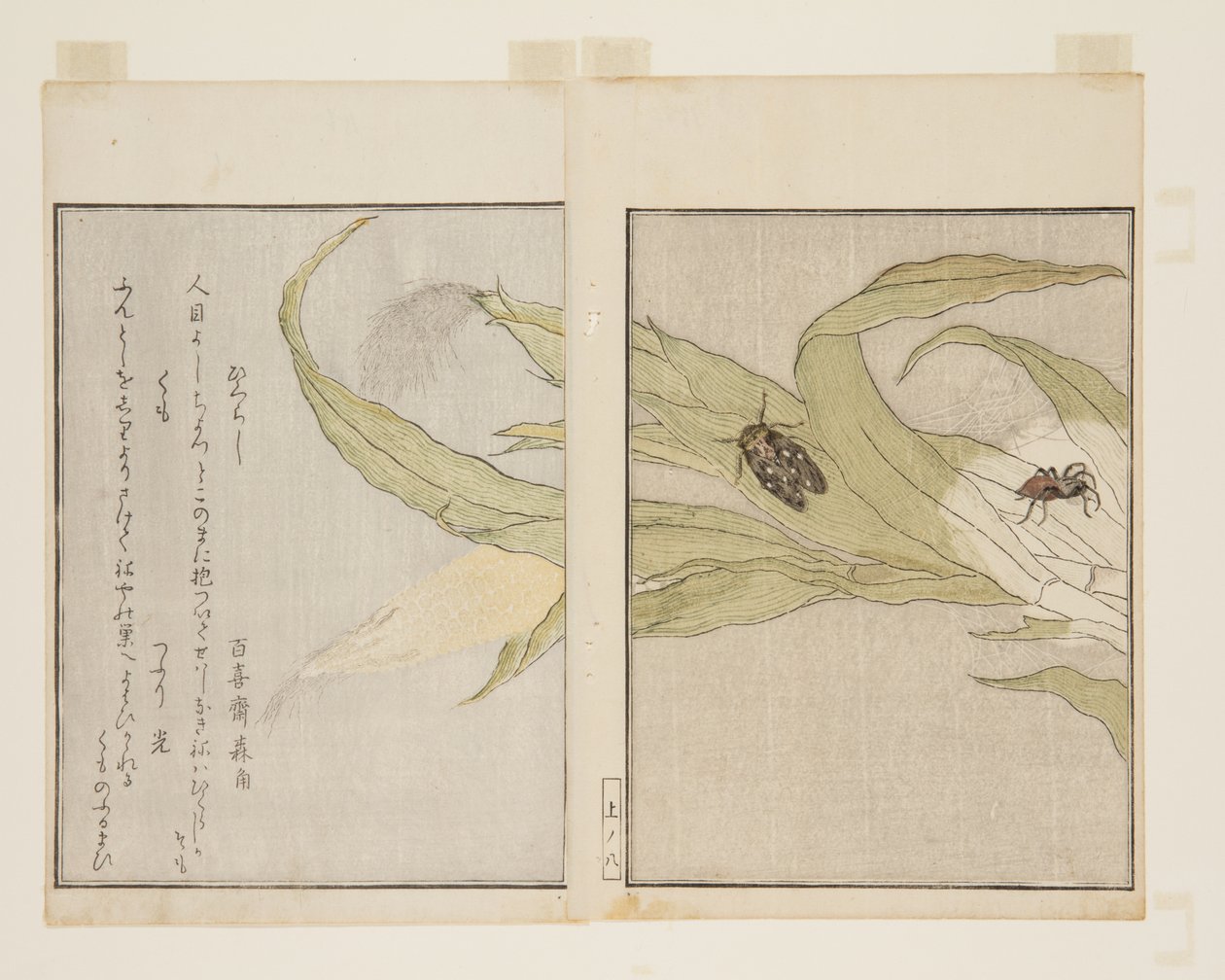 蜘蛛（雲）と蜩（ひぐらし）（カラー木版画 作： 北川歌ro