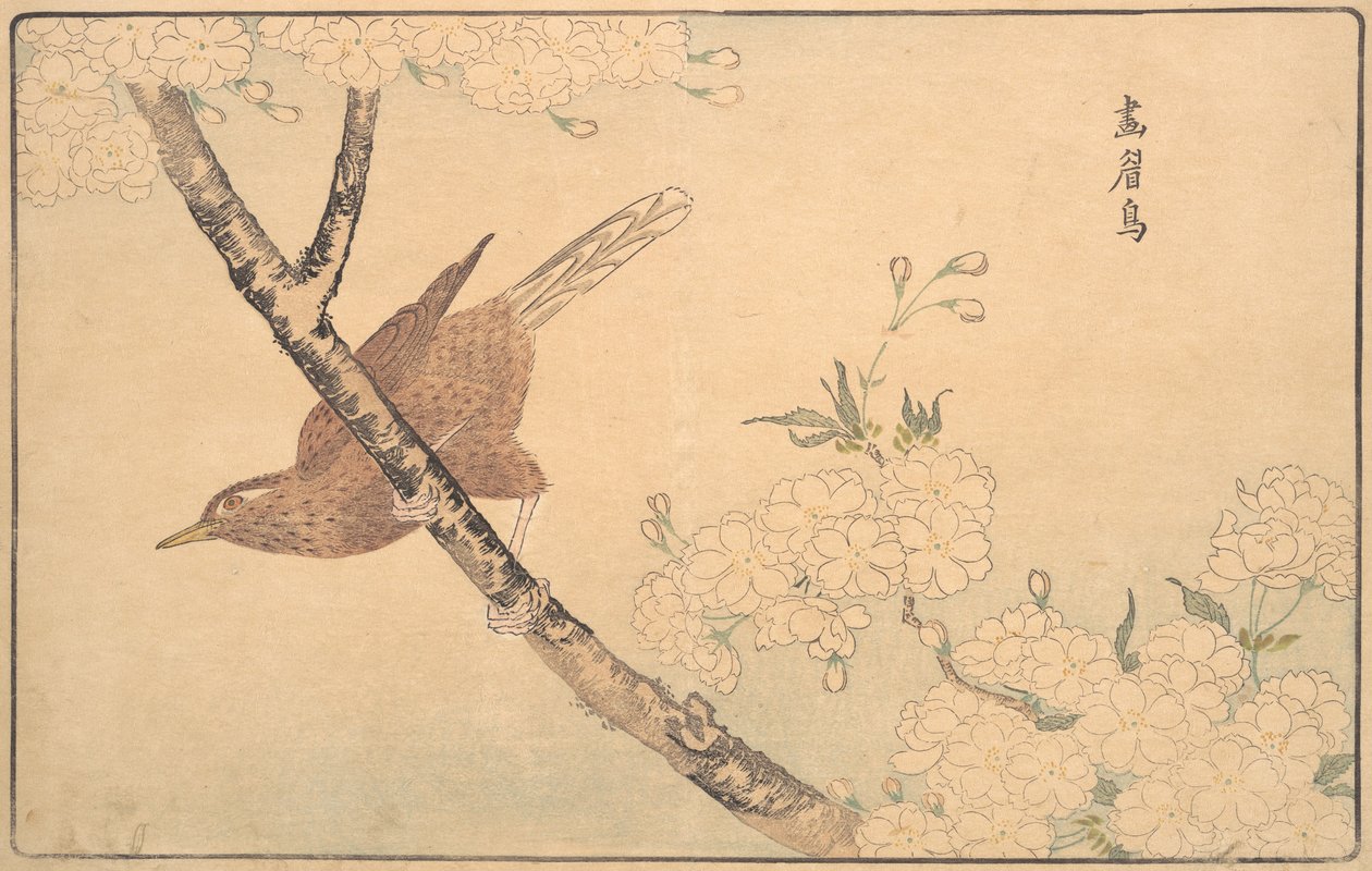 The Gray Thrush, 1789. 作： 北尾正義