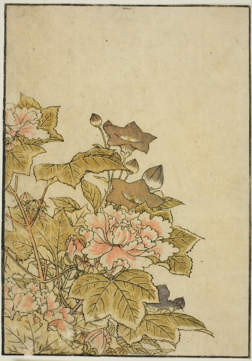 秋の花 牡丹と桔梗 著書『清露美人あわせ姿鏡』vol. ２ 作： 北尾重政
