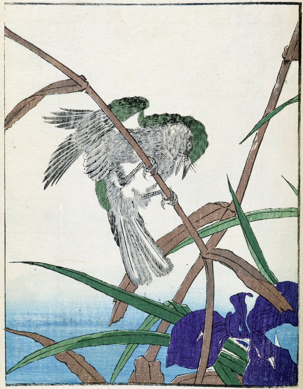 木の上の鳥。北尾光彩による日本画 作： 北尾重政