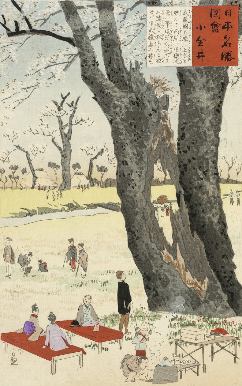 小金井、日本の名所のスケッチからの桜、1896年（カラー木版画） 作： 小林清親