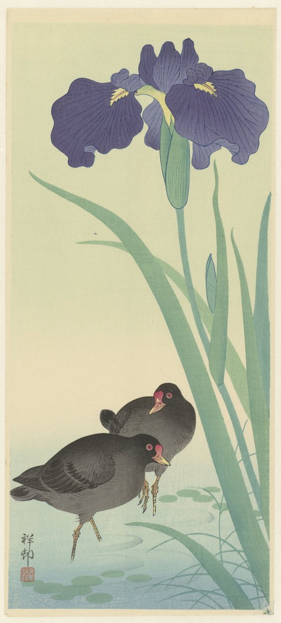 Moorhens an Irises (カラー木版画) 作： 大原光子