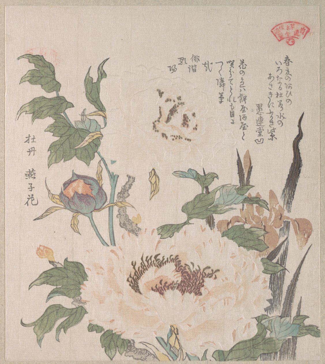 牡丹と菖蒲 作： 久保俊満