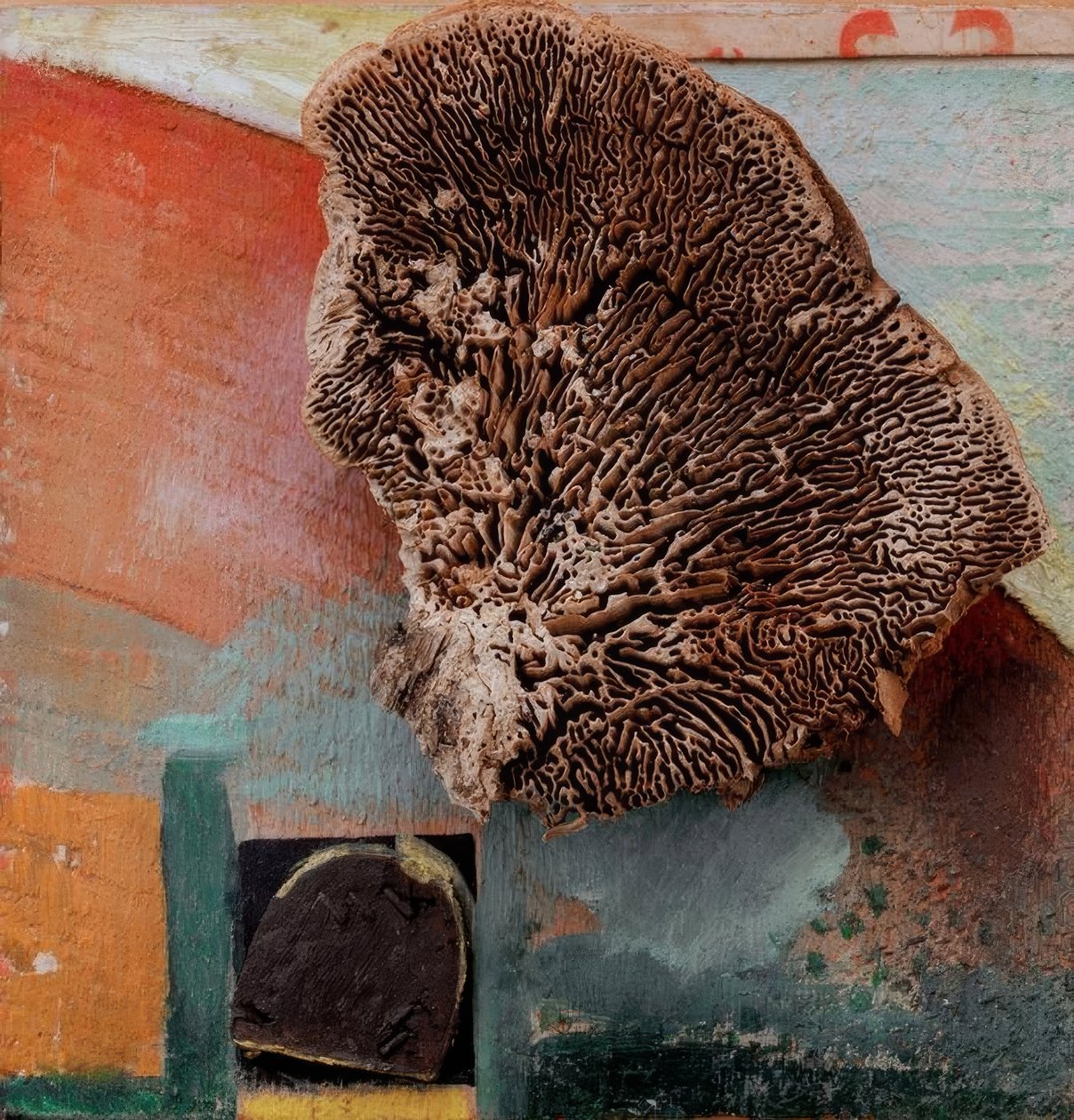 無題（サンゴとメルツの写真） 作： カートシュウィッターズ
