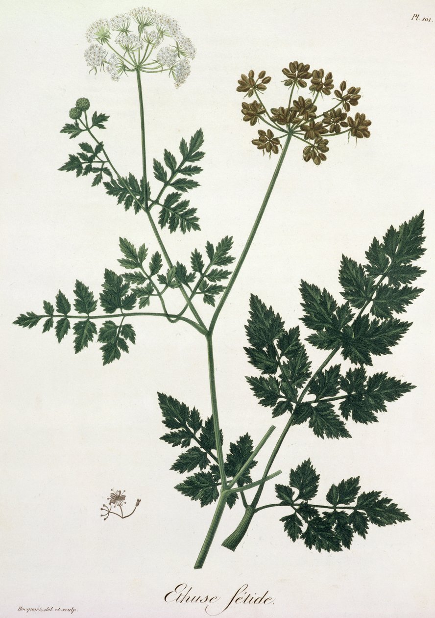 1821年に出版されたジョセフロック（1772-1850）による「植物誌医学」からのAethusa Cynapium 作： LFJ Hoquart