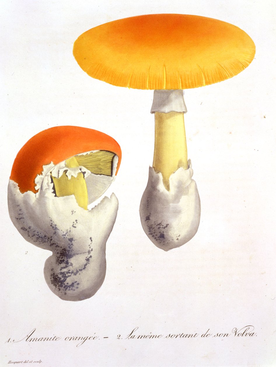1821年に出版されたジョセフ・ロックス（1772-1850）による「植物誌医学」からのテングタケカエサリア 作： LFJ Hoquart