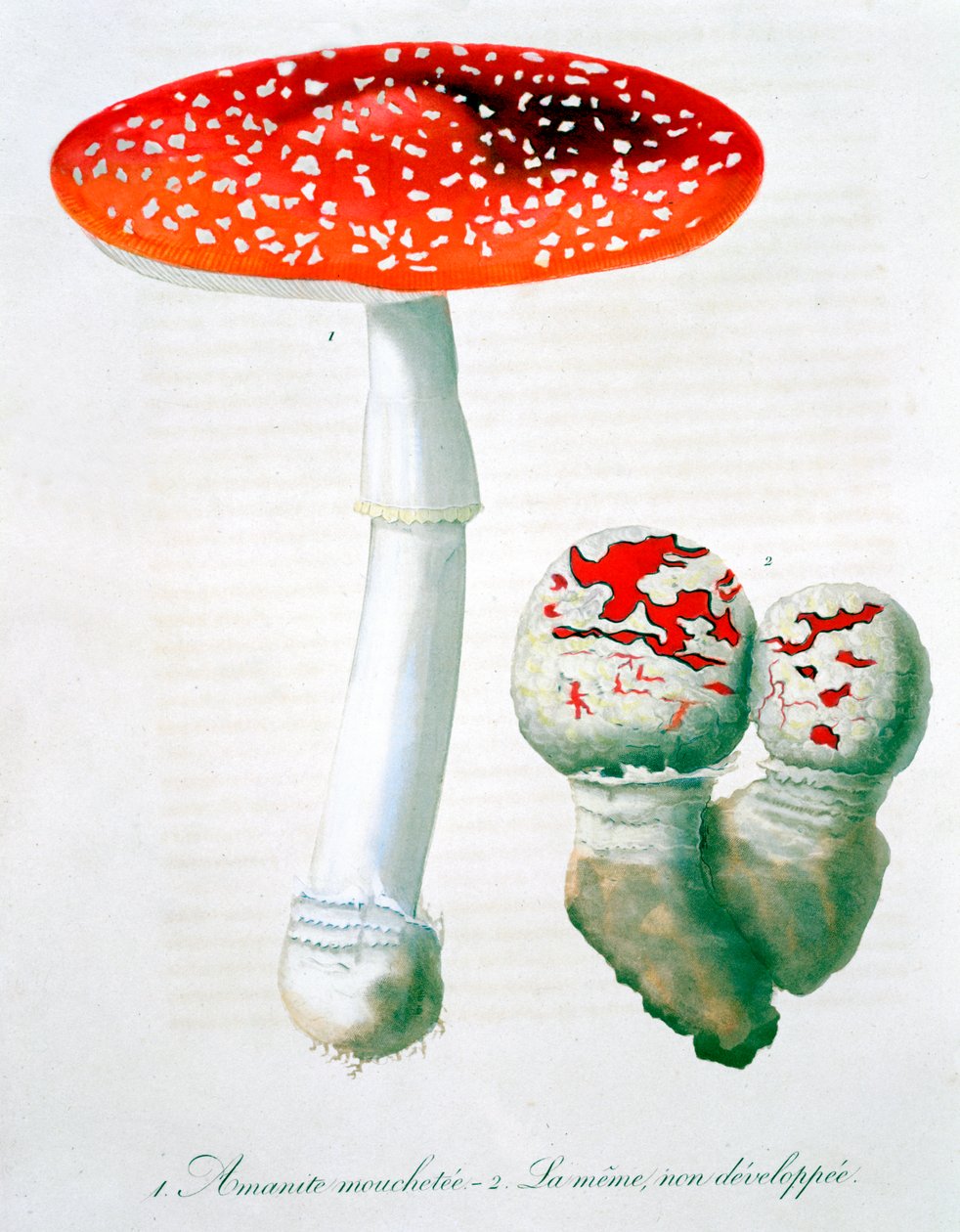 Amanita Muscaria Fly Agaric, 1821 作： LFJ Hoquart