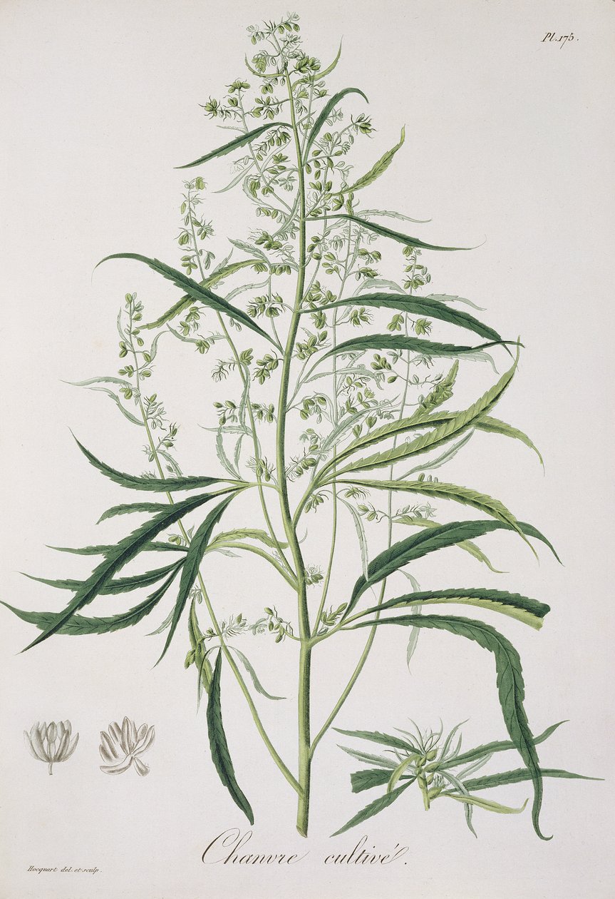 1821年に出版されたジョセフロック（1772-1850）による「植物誌医学」からの大麻サティバ 作： LFJ Hoquart