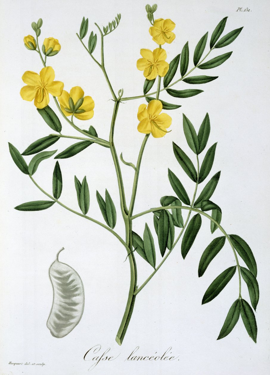1821年に出版されたジョセフ・ロックス（1772-1850）による「植物誌医学」のカッシア 作： LFJ Hoquart