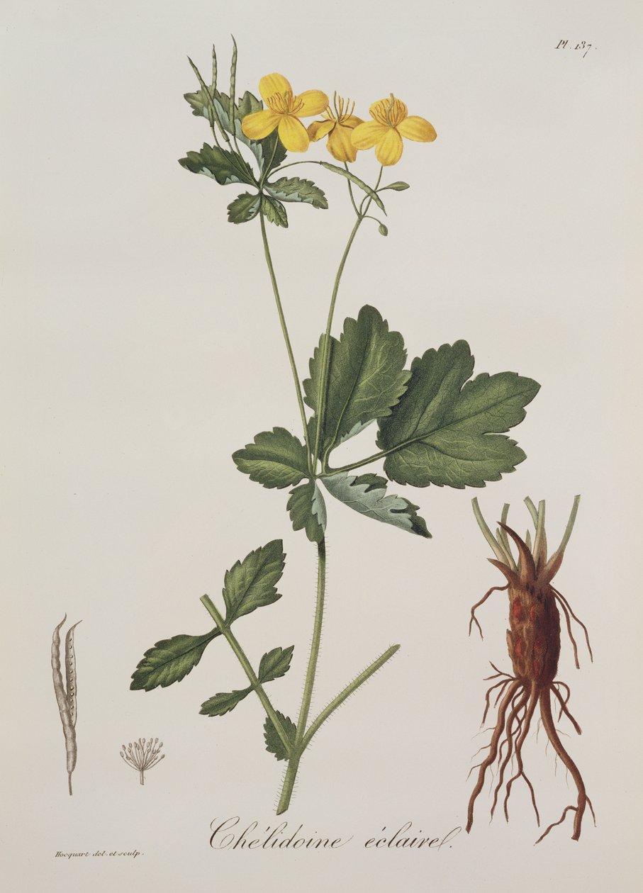 1821年に出版された、Joseph Roques（1772-1850）によるPhytographie Medicaleのセリドニウムマジュス 作： LFJ Hoquart