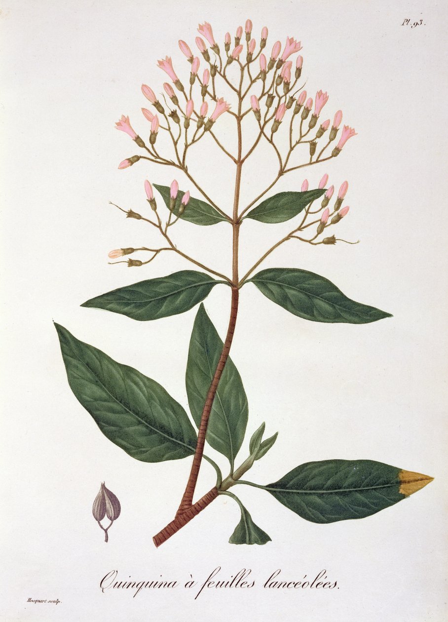 1821年に出版されたジョセフ・ロックス（1772-1850）による「Phytographie Medicale」からのCinchona 作： LFJ Hoquart