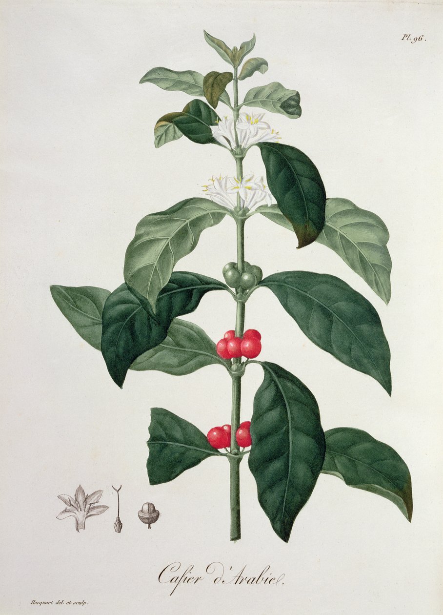1821年に出版されたジョセフロック（1772-1850）による「フィトグラフィーメディカル」のコーヒーノアラビカ 作： LFJ Hoquart