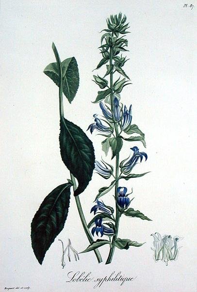 ジョセフ・ロック（1772-1850）が1821年に出版した「Phytographie Medicale」に掲載されたLobelia Siphilitica（彫刻）。 作： LFJ Hoquart