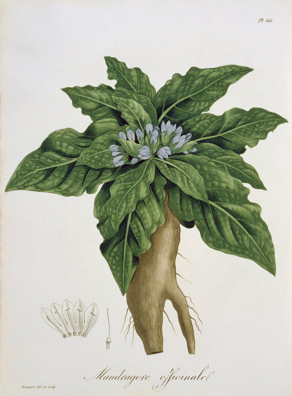 1821年に出版されたジョセフ・ロックス（1772-1850）による「Phytographie Medicale」からのマンドラゴラ・オフィシナルム 作： LFJ Hoquart