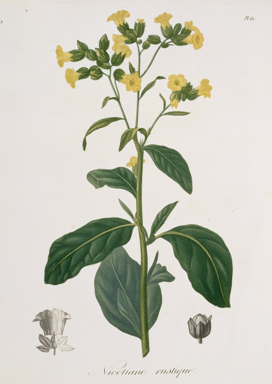 1821年に出版されたジョセフ・ロックス（1772-1850）による「Phytographie Medicale」のニコティアナ 作： LFJ Hoquart