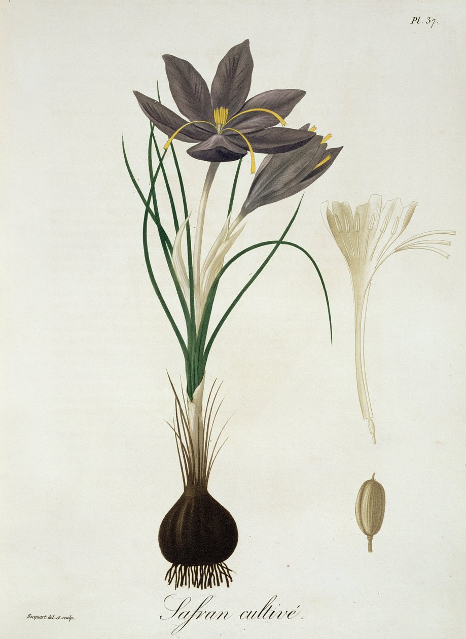 1821年に出版されたジョセフ・ロックス（1772-1850）による「Phytographie Medicale」のサフランクロッカス 作： LFJ Hoquart