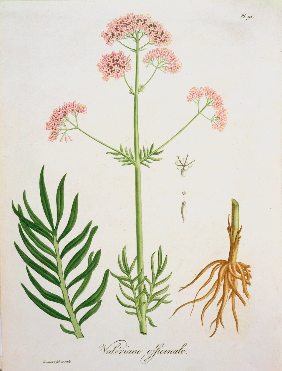 1821年に出版されたジョセフロック（1772-1850）による「植物誌医学」のバレリアン 作： LFJ Hoquart