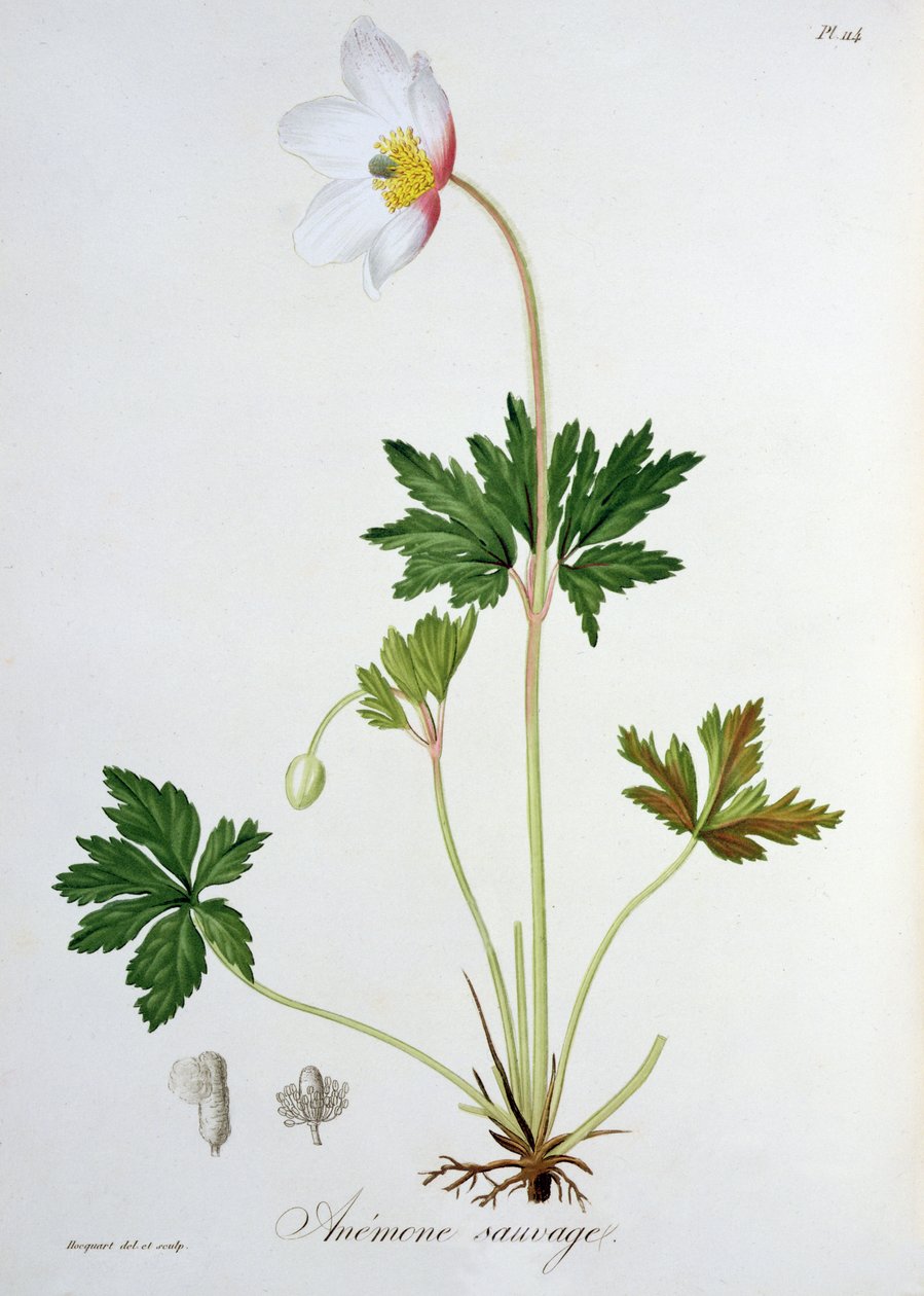 1821年に出版されたジョセフロック（1772-1850）による「植物誌医学」のウッドアネモネ 作： LFJ Hoquart