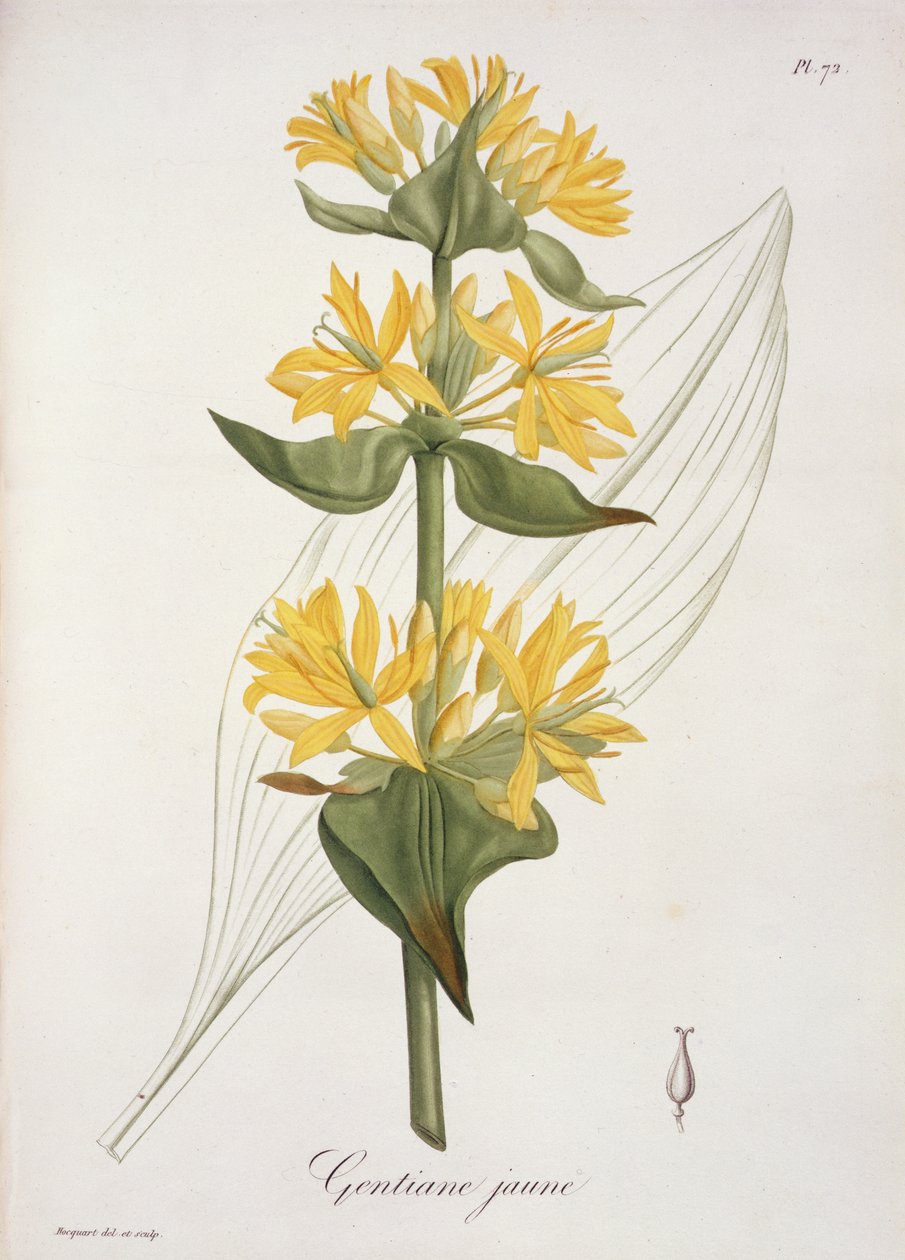 1821年に出版された、ジョセフ・ロックス（1772-1850）による「Phytographie Medicale」の黄色のジェンティアン 作： LFJ Hoquart