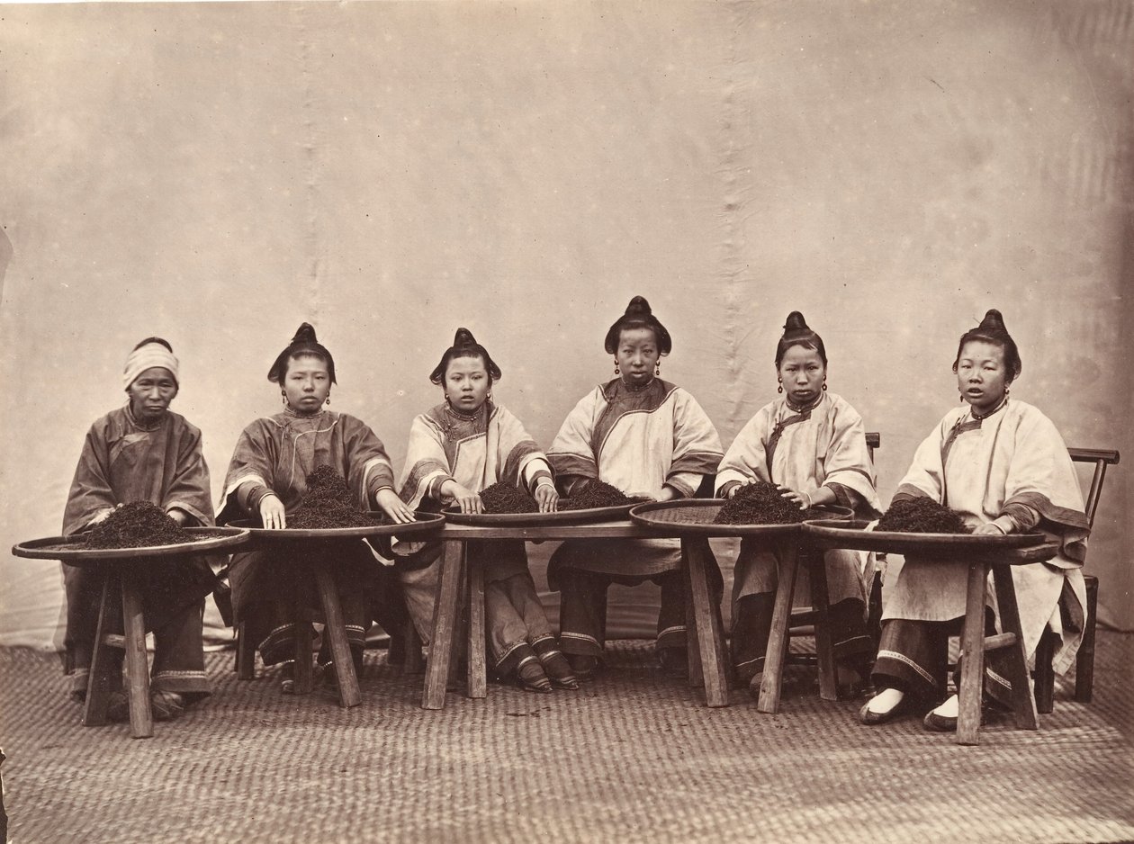 茶葉の摘み取り、1869年頃 作： ライフォン。