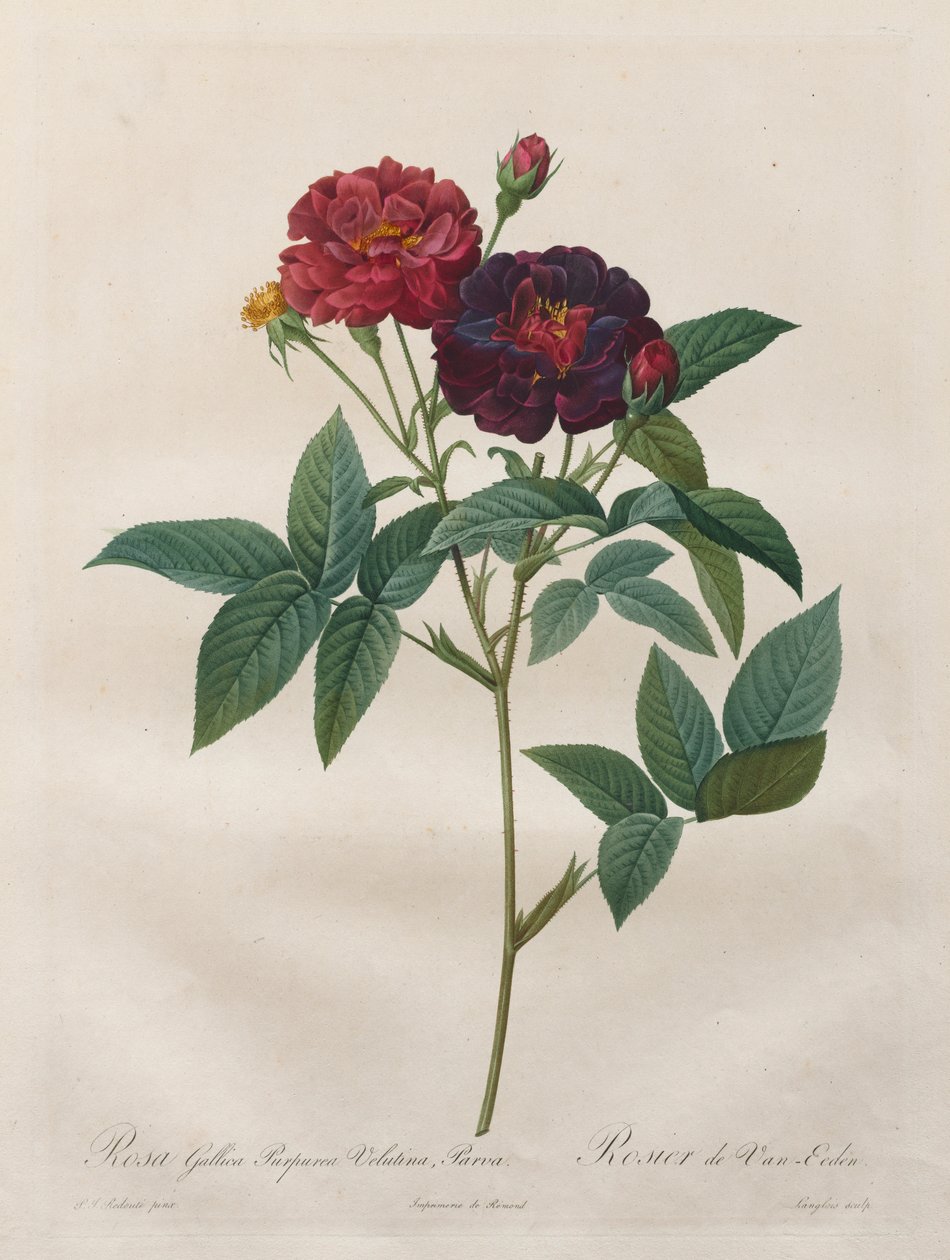 The Roses: Rosa Gallica Purpurea Velutina Parva, 1817-1824. 作： ラングロワ