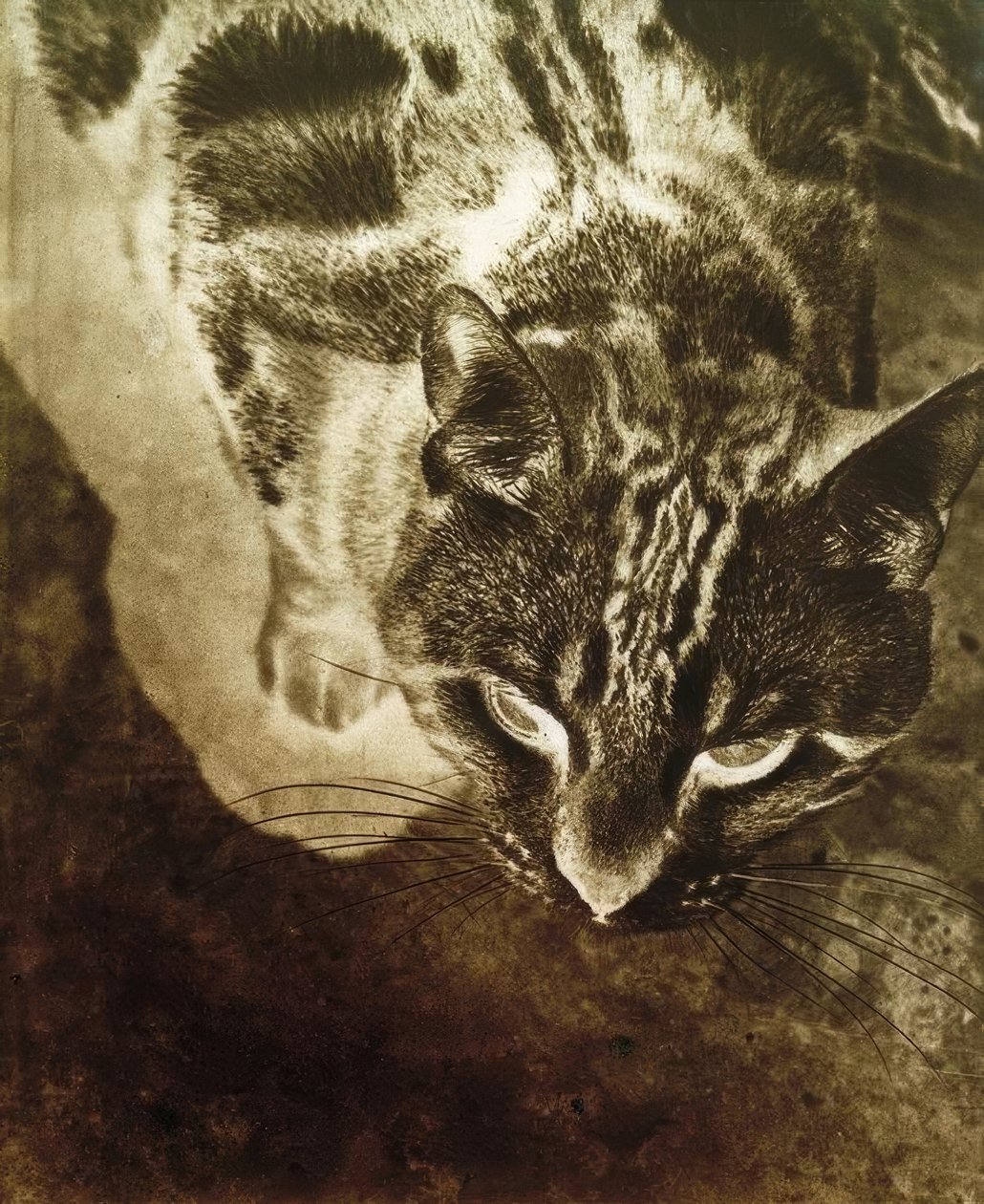 猫（負の控除） 作： ラズロ・モホリー・ナジ