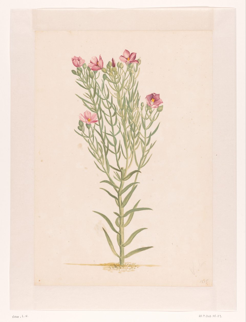 ピンクの花を持つ植物 (オブジェクトのタイトル) 作： ローレンス・ヴィンセント。ファンデルヴィン