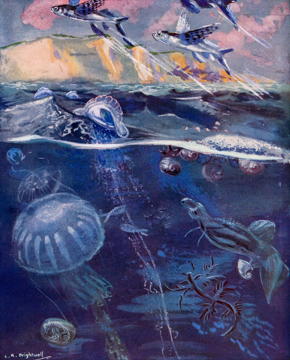  作： レナード・ロバート・ブライトウェル