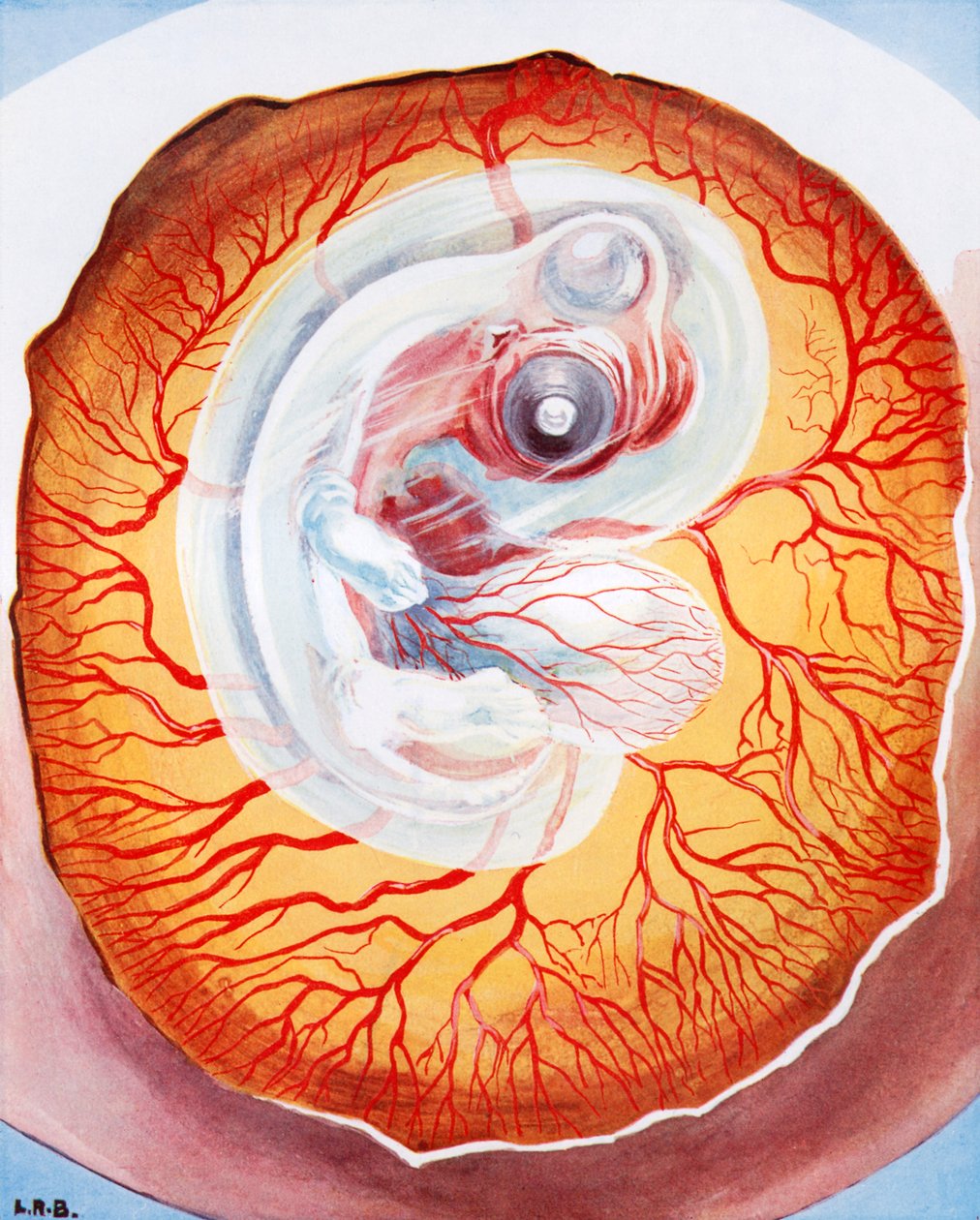  作： レナード・ロバート・ブライトウェル