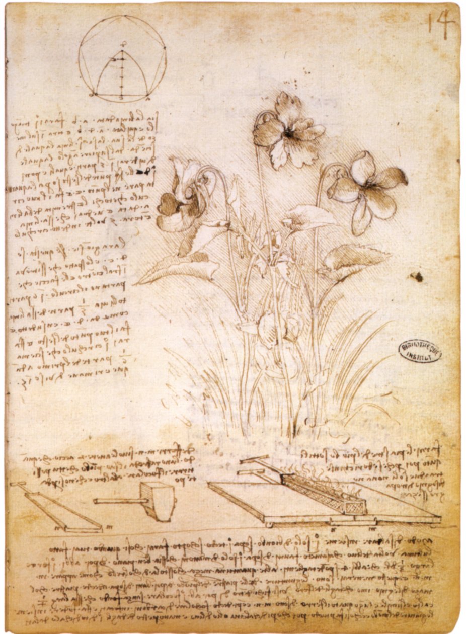 幾何学図形と植物画 作： レオナルド・ダ・ヴィンチ