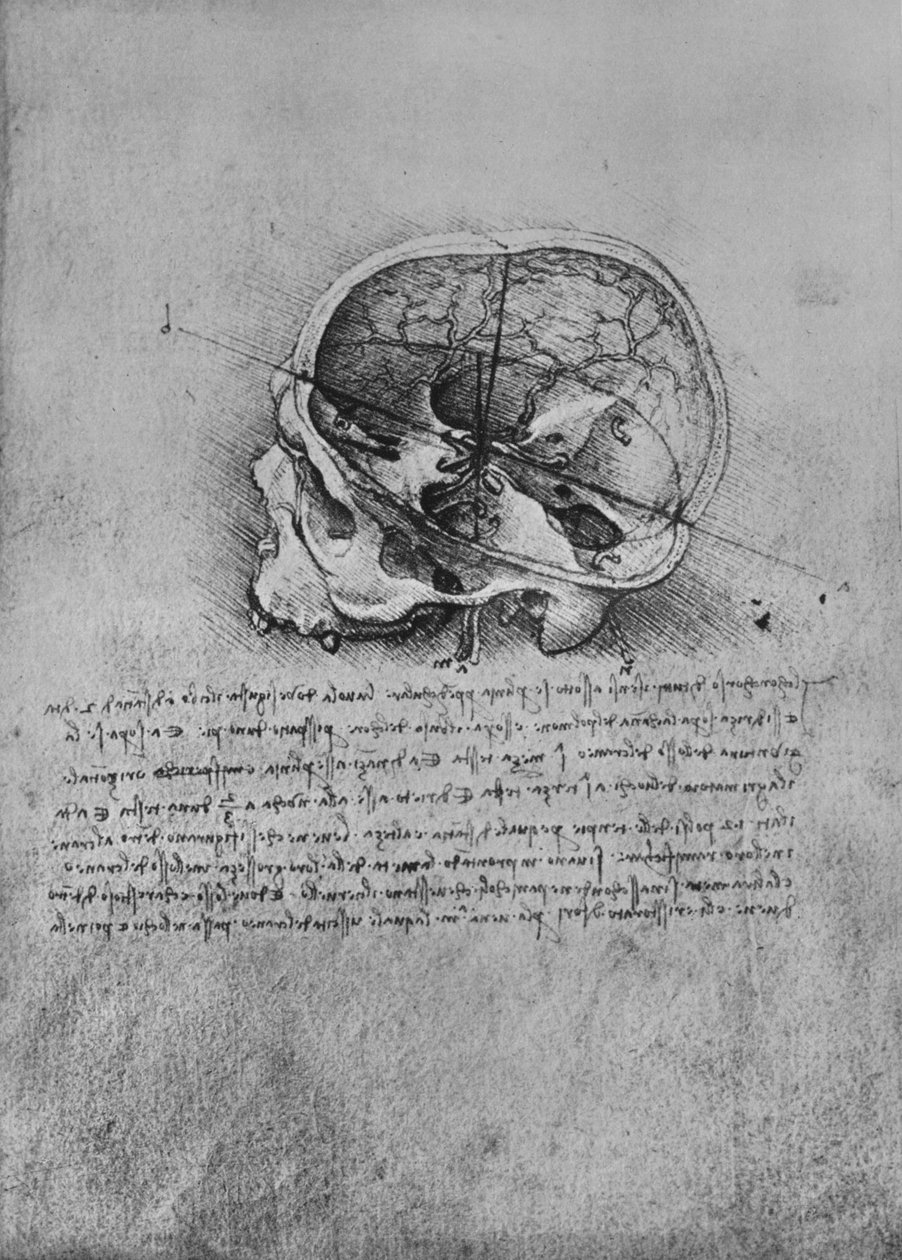左の頭蓋骨の解剖図、c1480 1945 作： レオナルド・ダ・ヴィンチ