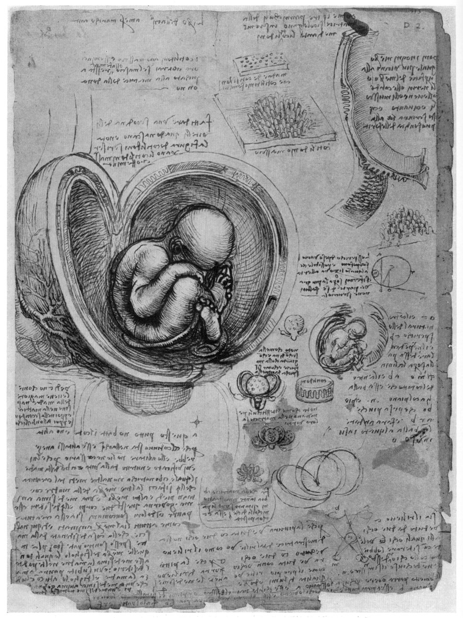 子宮内の人間の胎児の解剖学的スケッチ、c1510 1954 作： レオナルド・ダ・ヴィンチ