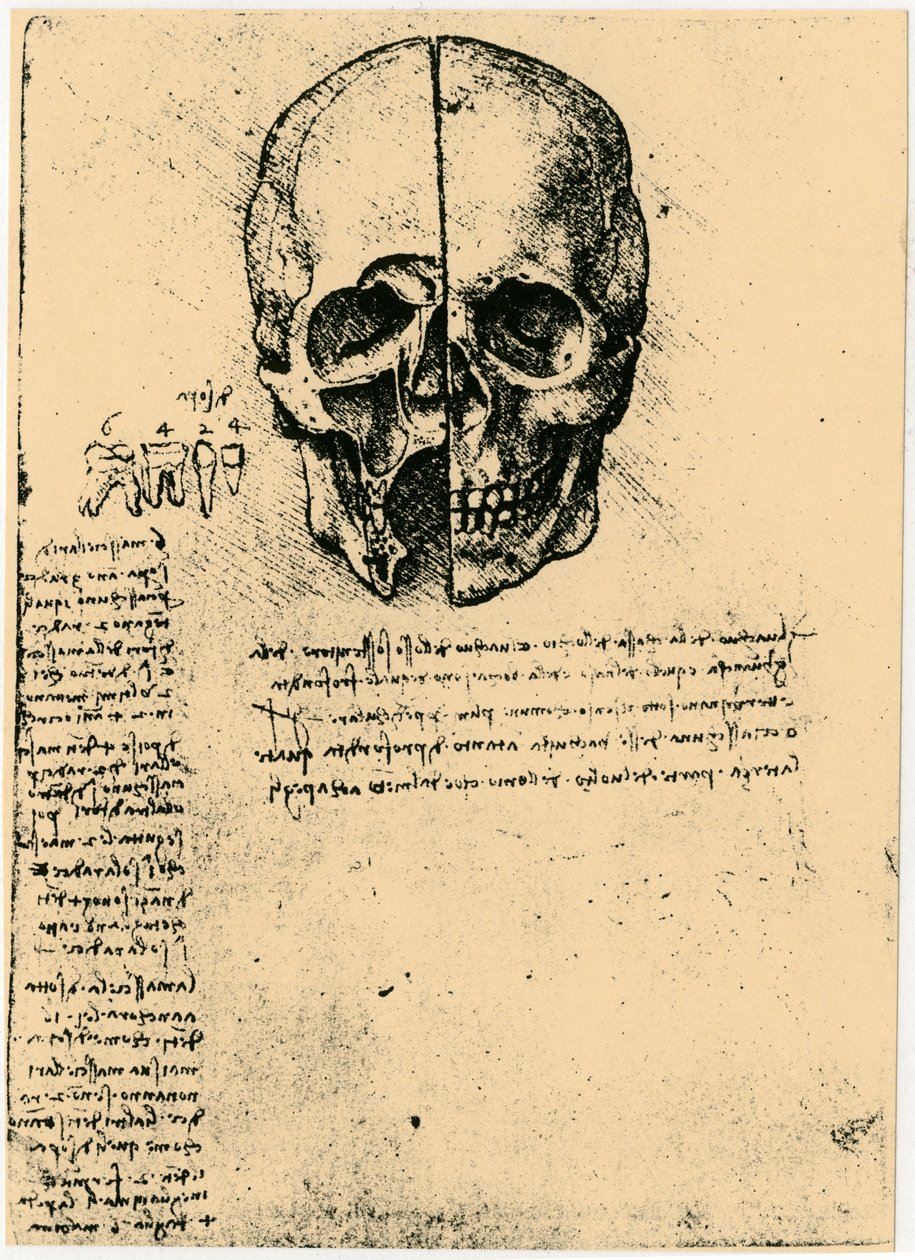 人間の頭蓋骨の解剖学的スケッチ、c1472-1519 作： レオナルド・ダ・ヴィンチ