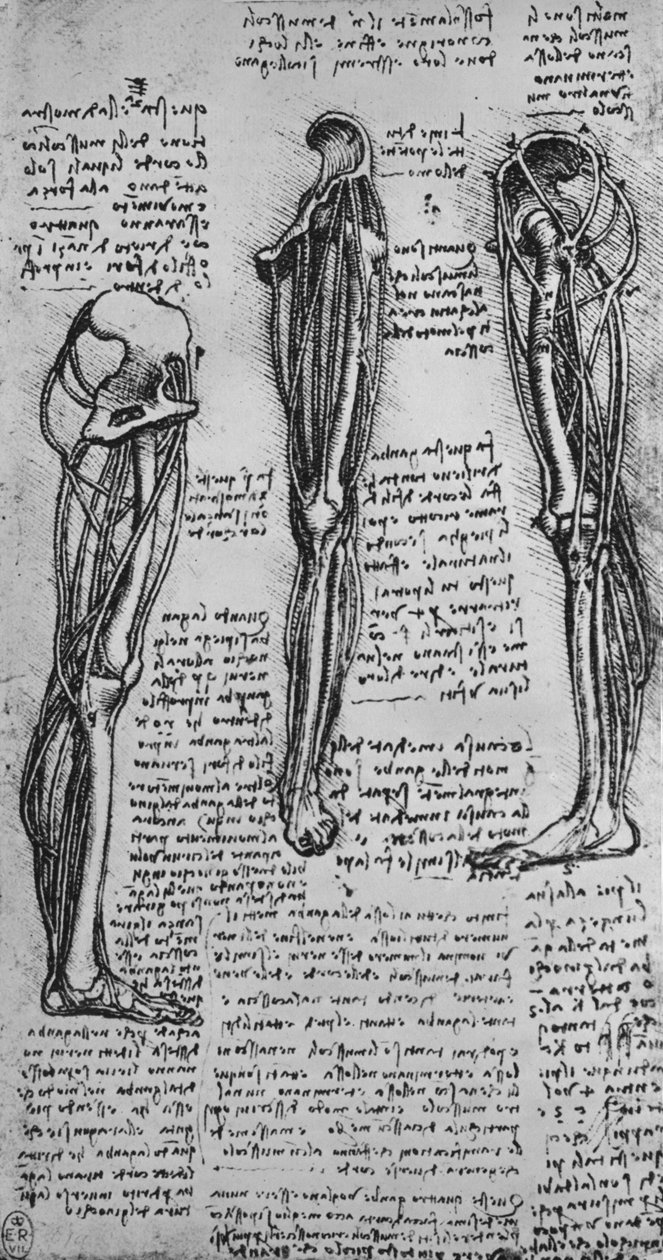骨と腱を示す左脚の絵、c1480 1945 作： レオナルド・ダ・ヴィンチ