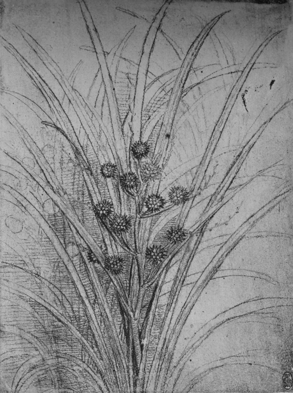 開花ラッシュ、c1480 1945 作： レオナルド・ダ・ヴィンチ