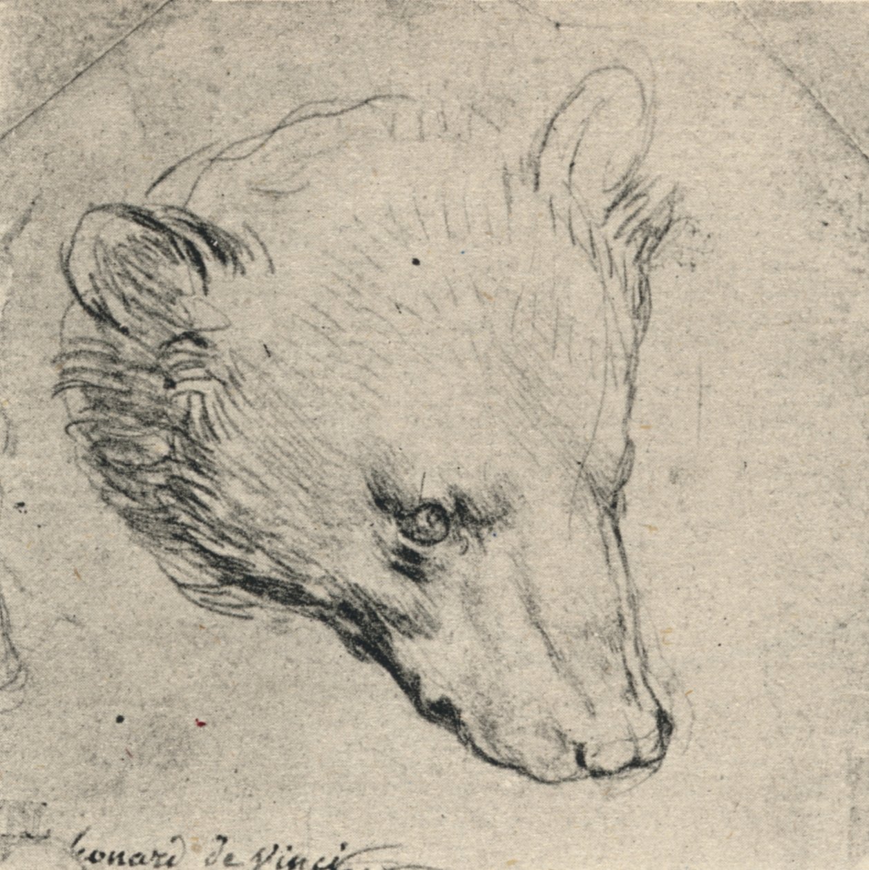 クマの頭、c1480 1945 作： レオナルド・ダ・ヴィンチ