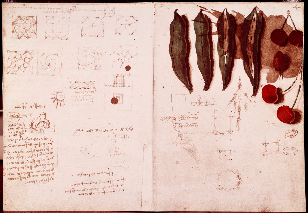 植物学と幾何学のノートとスケッチ。レオナルド・ダ・ヴィンチ(Leonardo da Vinci) (1452-1519)の手稿の2ページに描かれたドローイング。 作： レオナルド・ダ・ヴィンチ