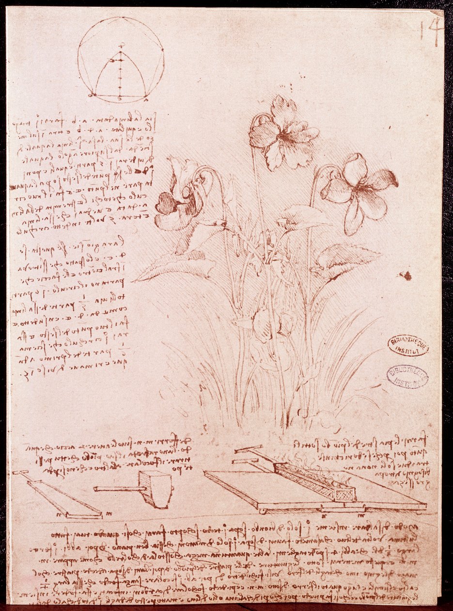 植物学と幾何学のノートとスケッチ：水仙。レオナルド・ダ・ヴィンチ(Leonardo da Vinci) (1452-1519)の手稿の2ページに描かれた絵 作： レオナルド・ダ・ヴィンチ