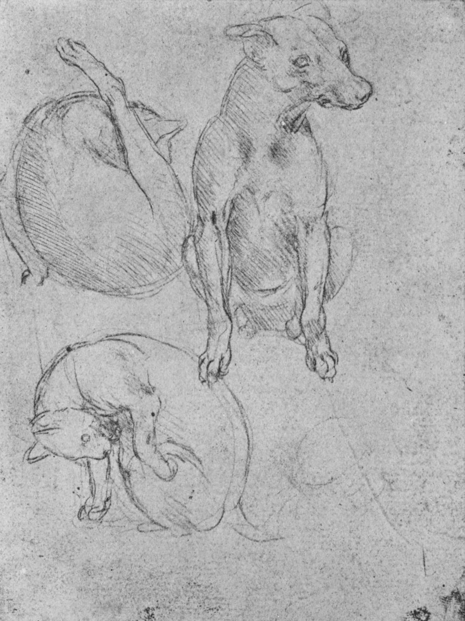 犬と猫の研究、c1480 1945 作： レオナルド・ダ・ヴィンチ