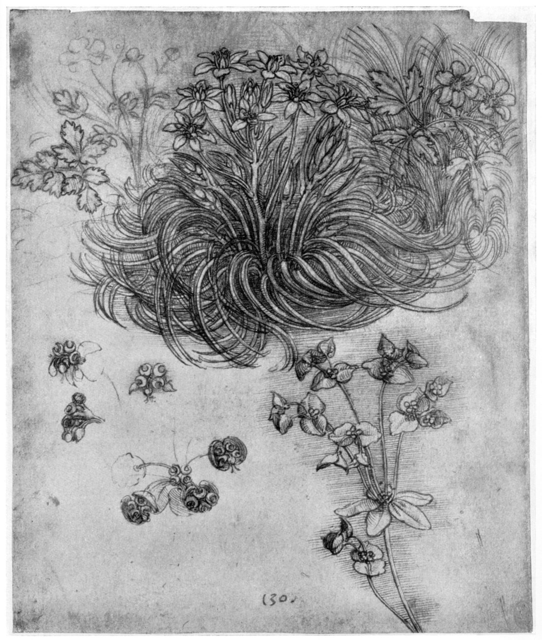 ベツレヘムの星の植物の研究、1505-1507 1954 作： レオナルド・ダ・ヴィンチ