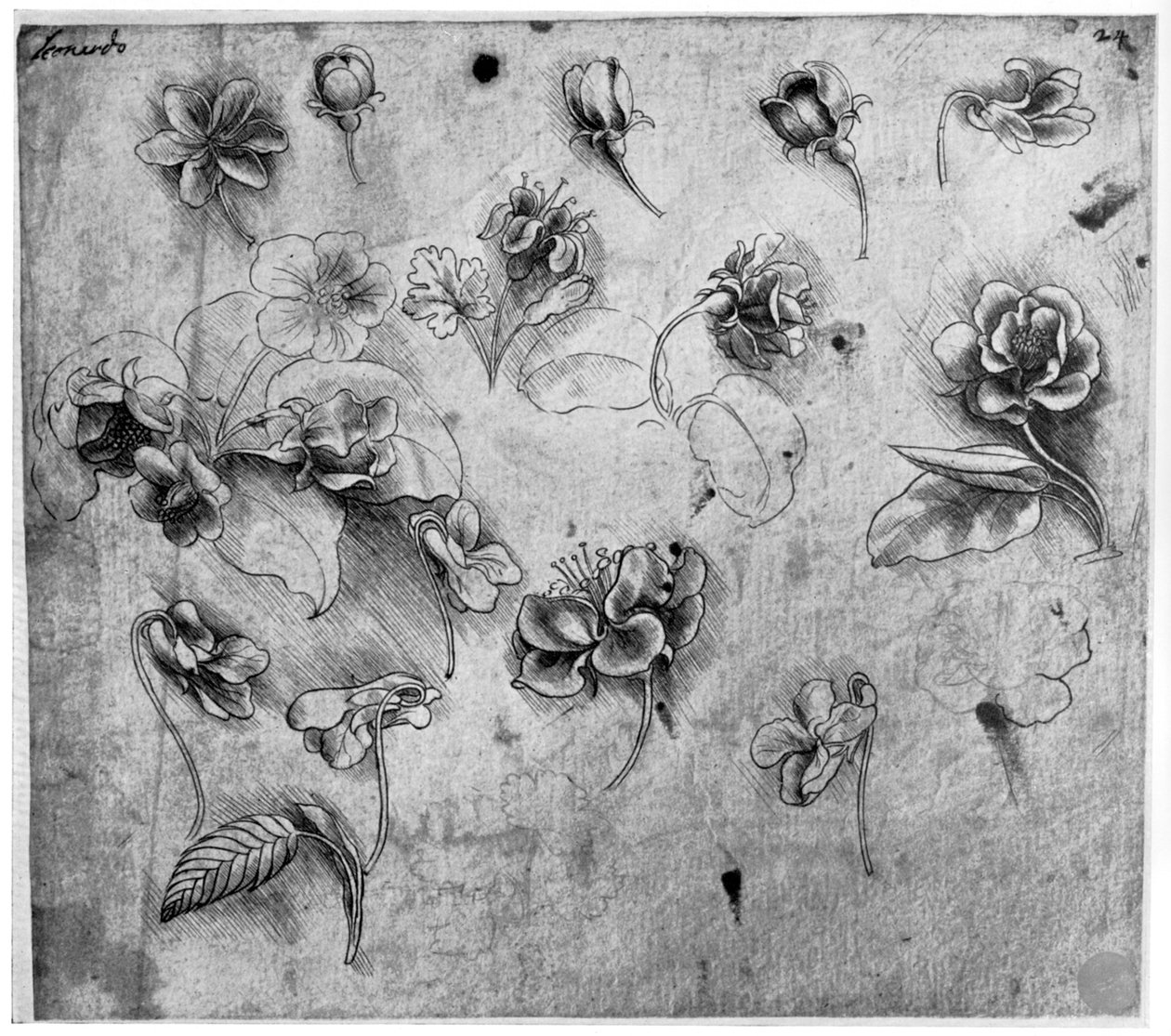 花の研究、c1481-1483 1954。 作： レオナルド・ダ・ヴィンチ
